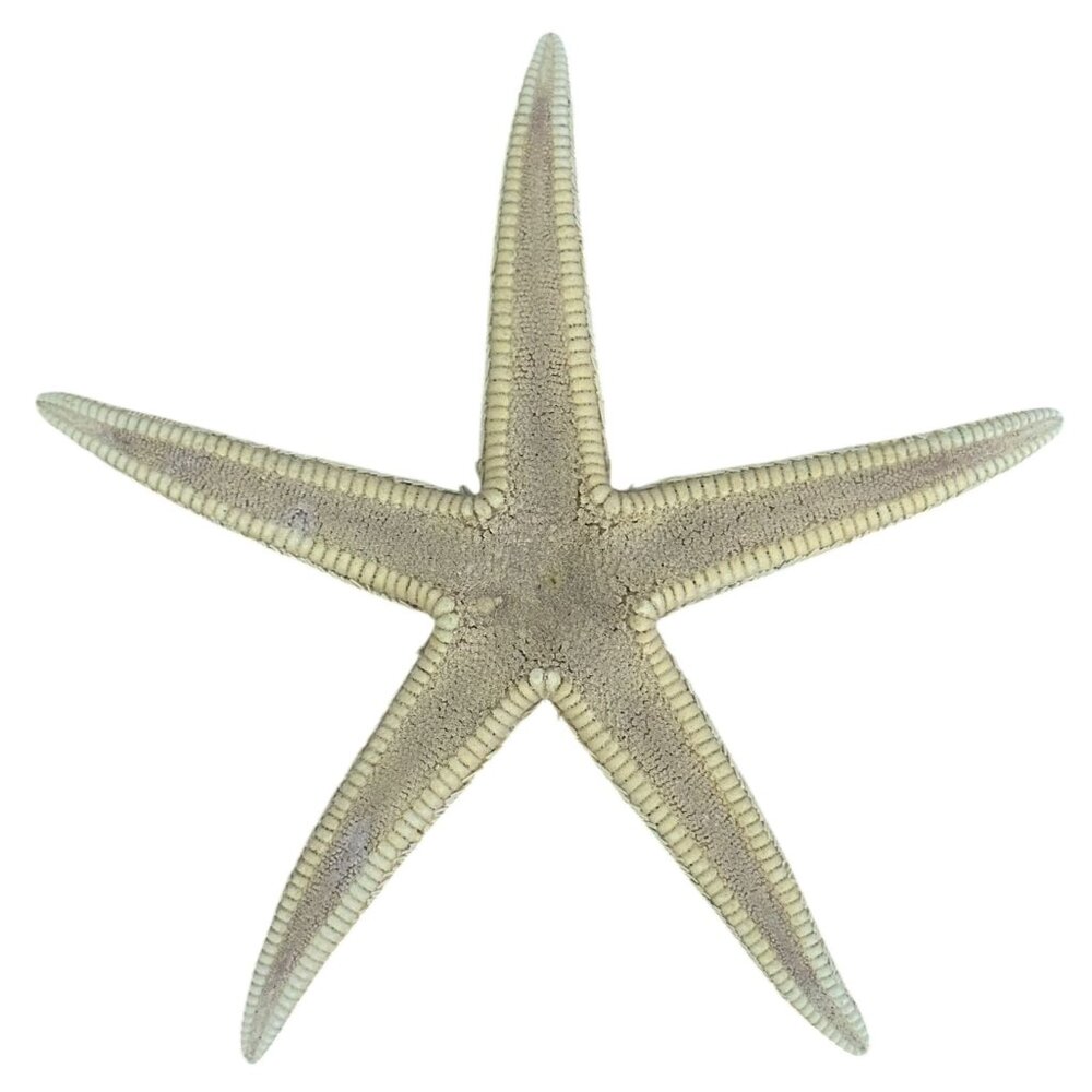 Starfish Real Pointed Sand Star Astropectin Duplicatus Natural Dry